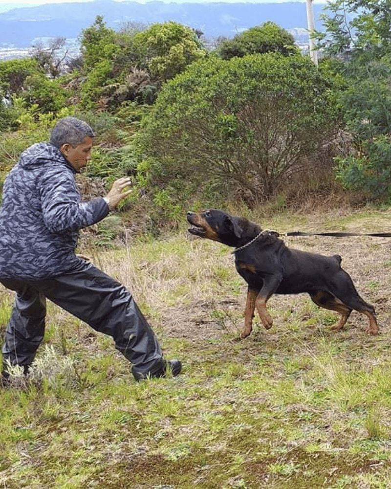 Galería KANINOS TRAINING COLOMBIA